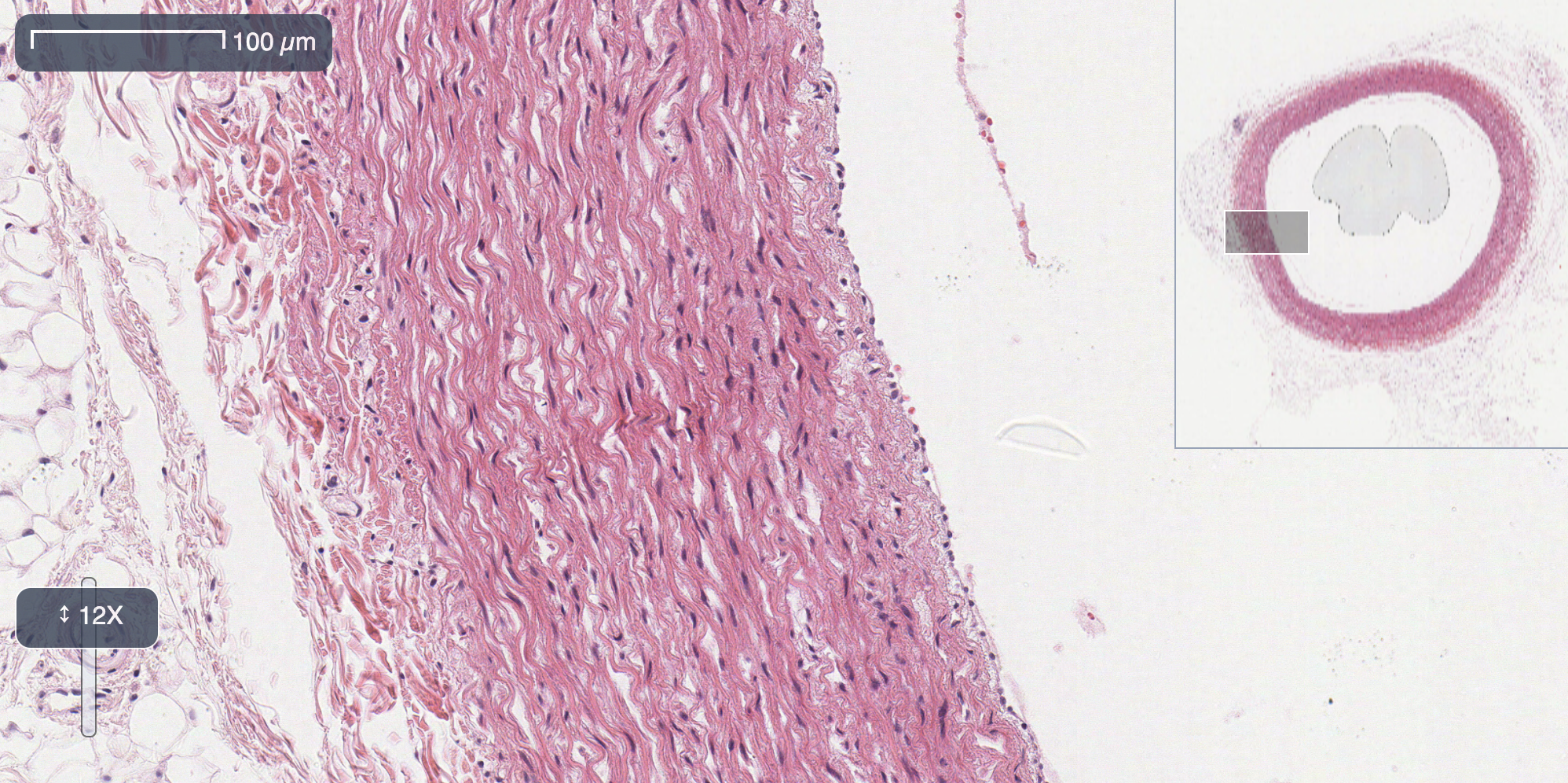 Conflux slide viewer showing an SVS file loaded and rendered in the browser